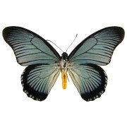 PAPILIO ZALMOXIS